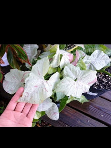 Syngonium Milk Confetti Cuttings - 2 Cuttings + Extras - Indoor Plant - Syngonium podophyllum