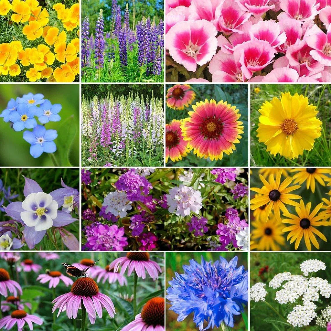 Deer Resistant Wildflower Seed Mix – 13 Species Native Garden Seeds – Attracts Pollinators, Non-GMO, Eco-Friendly Planting