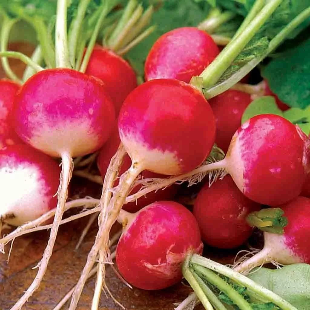 Sparkler Radish Seeds 200 Ct Heirloom Non-GMO Vegetable Garden Raphanus sativus