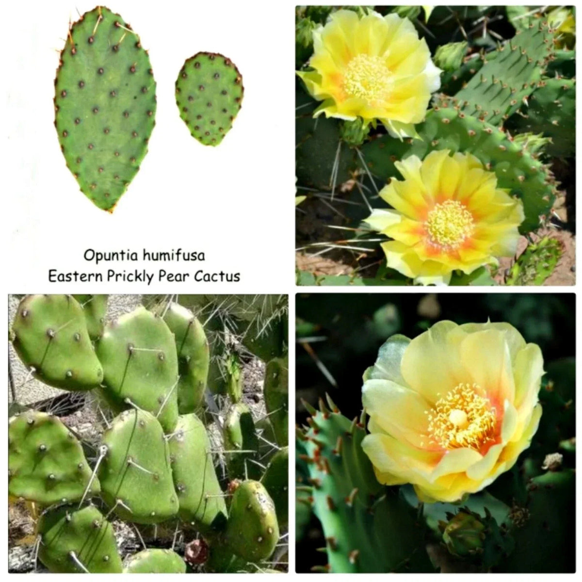 Eastern Prickly Pear Cactus Pad Cuttings, Unrooted Opuntia humifusa, Drought-Resistant Succulents for Landscaping
