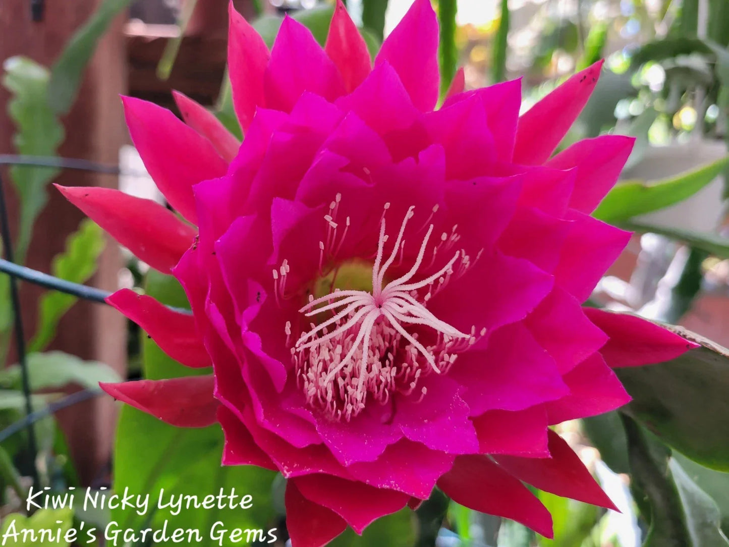 Kiwi Nicky Lynette Epiphyllum Unrooted Cuttings – 8-10 Inches, Succulent Plant Propagation, Epiphyllum oxypetalum, Indoor & Outdoor