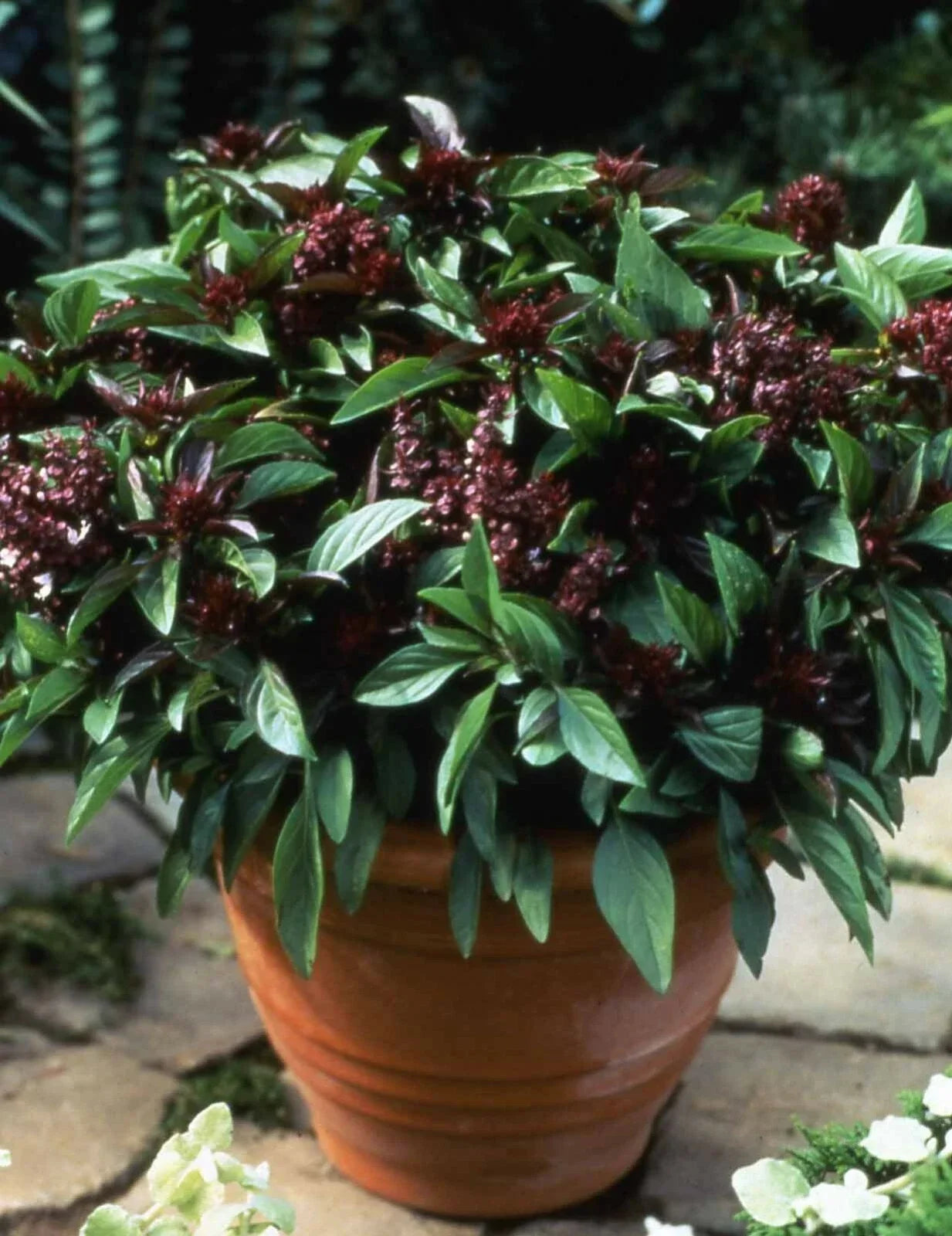 Basil Seeds - 500 Count - Siam Queen Thai Basil - Non-GMO Culinary Herb - Ocimum basilicum var. thyrsiflora