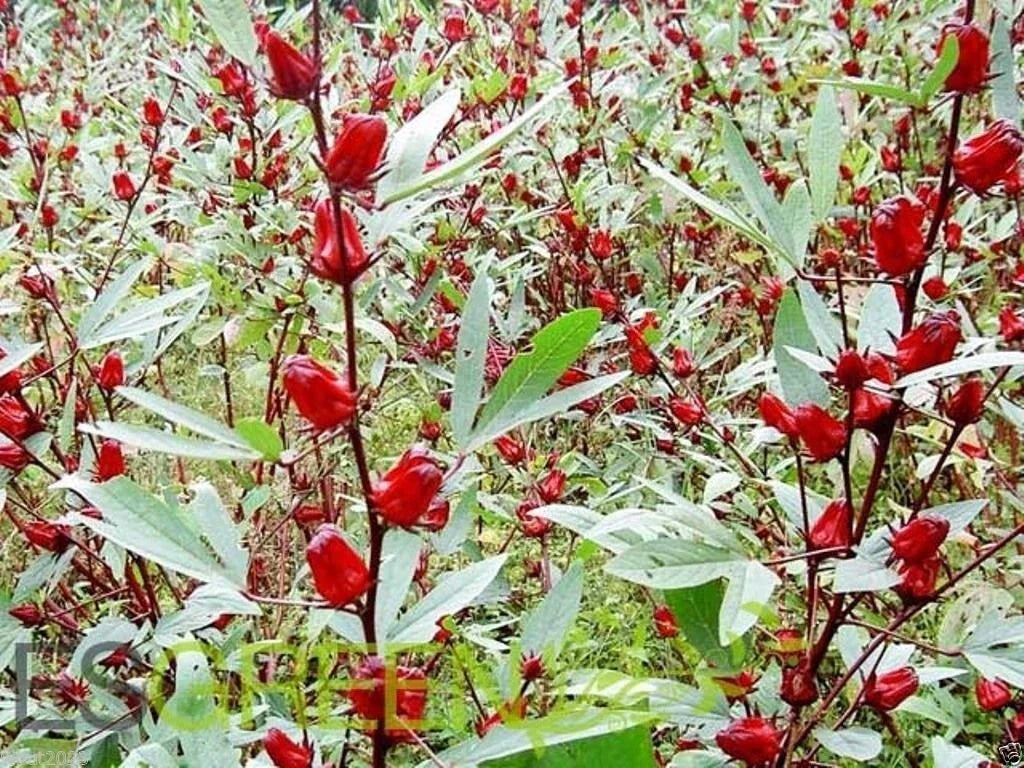 Jamaican Sorrel Seeds - 10 Seeds - Florida Cranberry Hibiscus sabdariffa