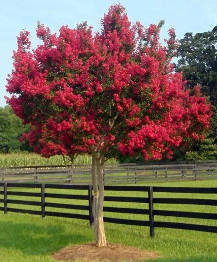 Red Crepe Myrtle Cuttings – Lagerstroemia indica – 4-6 Inch Propagation Clippings for Gardening