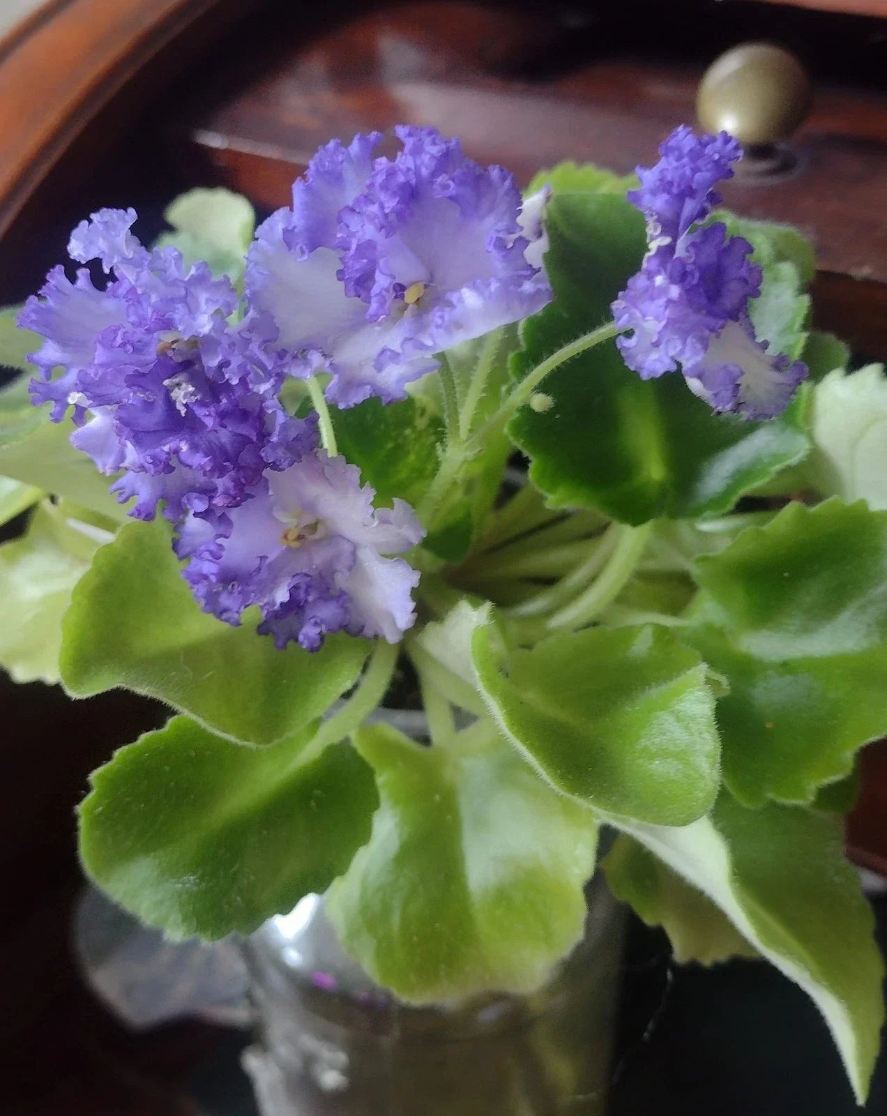 African Violet Fresh Cut Unrooted Leaves – LE Zoryane Syajvo, 2 Pack for Propagation, Saintpaulia ionantha