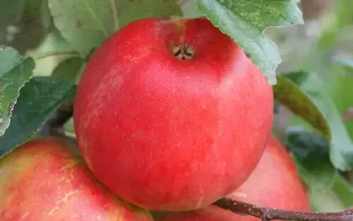 Honeycrisp Apple Seeds - 25+ Non-GMO Malus domestica for Garden Planting USA