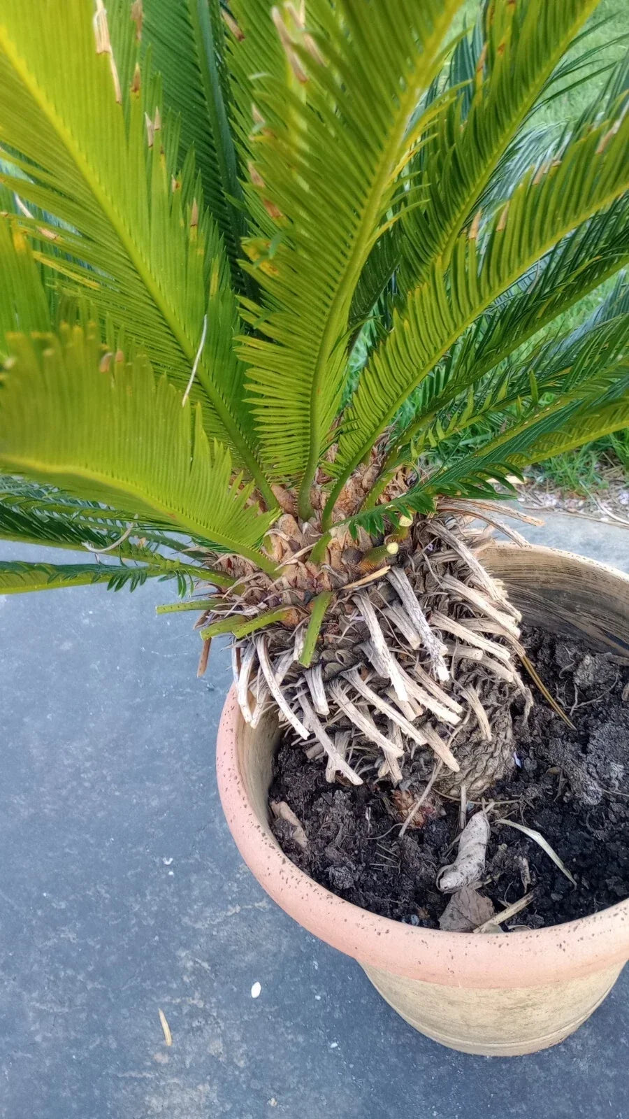 King Sago Palm Tree Live Plant, 4 ft, Cycas revoluta, Indoor Outdoor, Drought Tolerant, Tropical Foliage