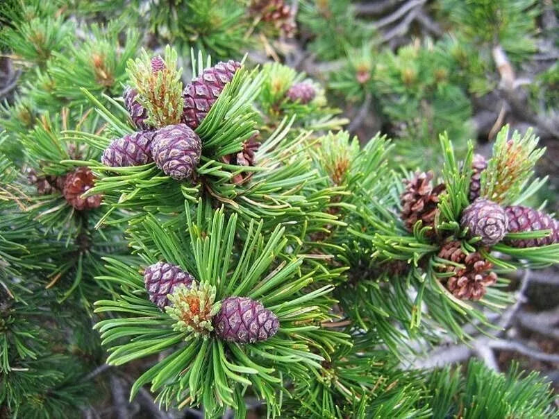 Dwarf Mugo Pine Tree Seeds 30 Count - Pinus mugo pumilio Evergreen Conifer