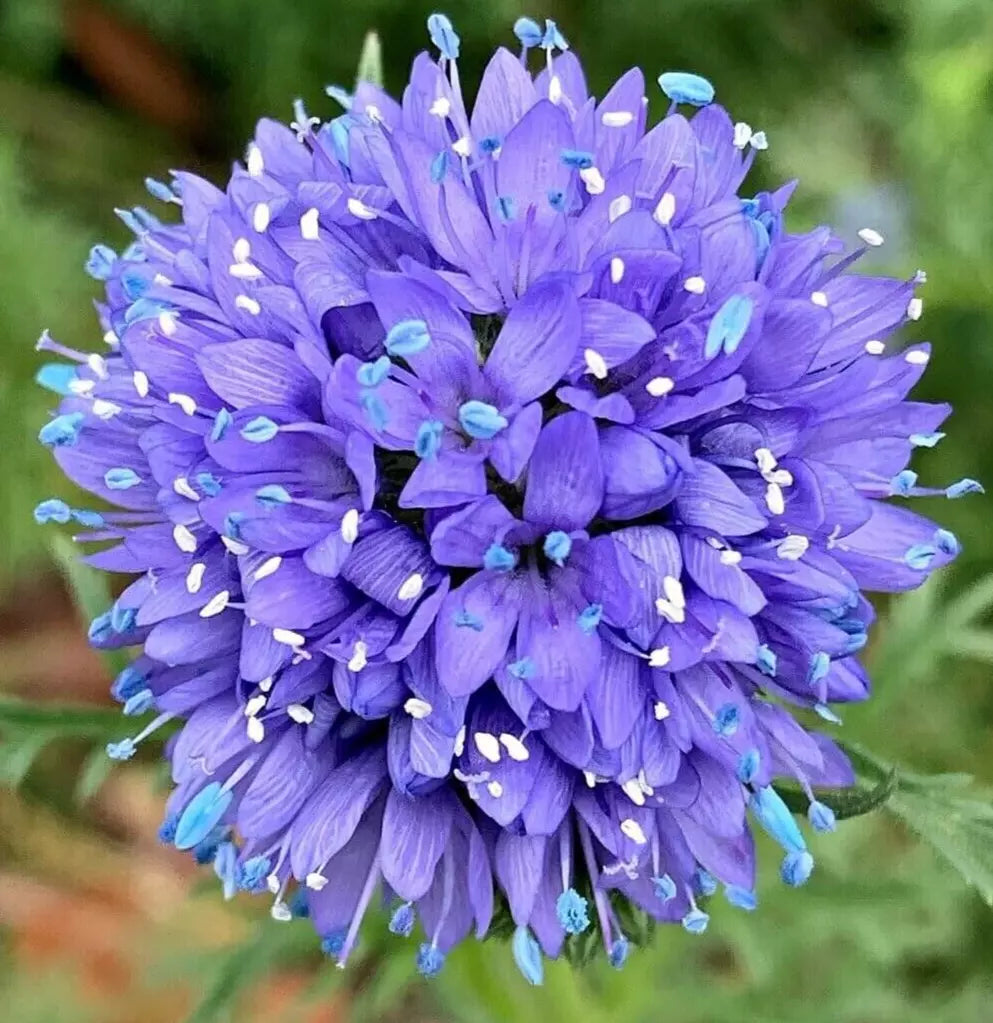 Globe Gilia Flower Seeds - 500+ Gilia capitata Annual Garden Seeds for Pollinator Attracting Borders & Wildflowers