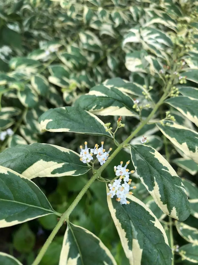 Callicarpa dichotoma 'Duet' Purple Beautyberry Cuttings – 6-8" Long, White Fruits, Fall Foliage, Deciduous Shrub for Garden Landscaping