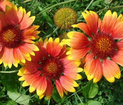 Wildflower Seeds Bulk 25,000 Count Non-GMO Pollinator Mix for Gardens and Meadows - 18 Varieties