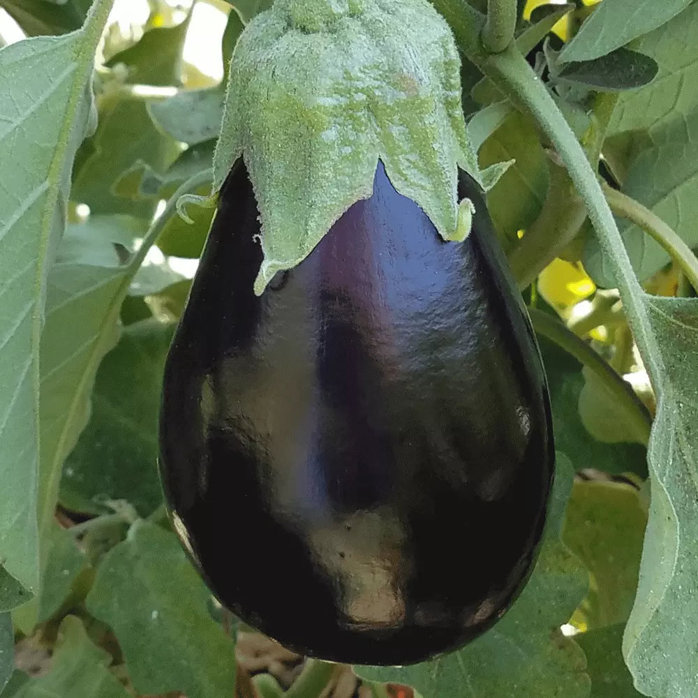 Eggplant Seeds 200+ Heirloom Black Beauty Non-GMO Vegetable Garden Seeds for Bountiful Harvest
