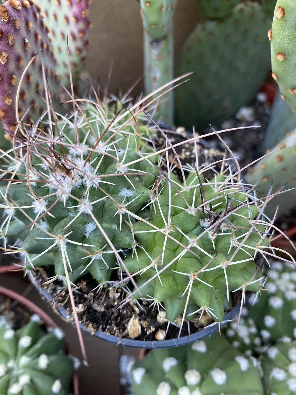 Mammillaria Polythele Durispina Cactus in 3 Inch Nursery Pot, Desert Succulent for Garden Decor
