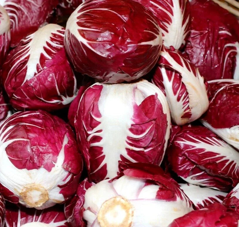 Radicchio Seeds 500+ Rouge de Verona, Cichorium intybus, Heirloom, Non-GMO, Vegetable Garden Seeds
