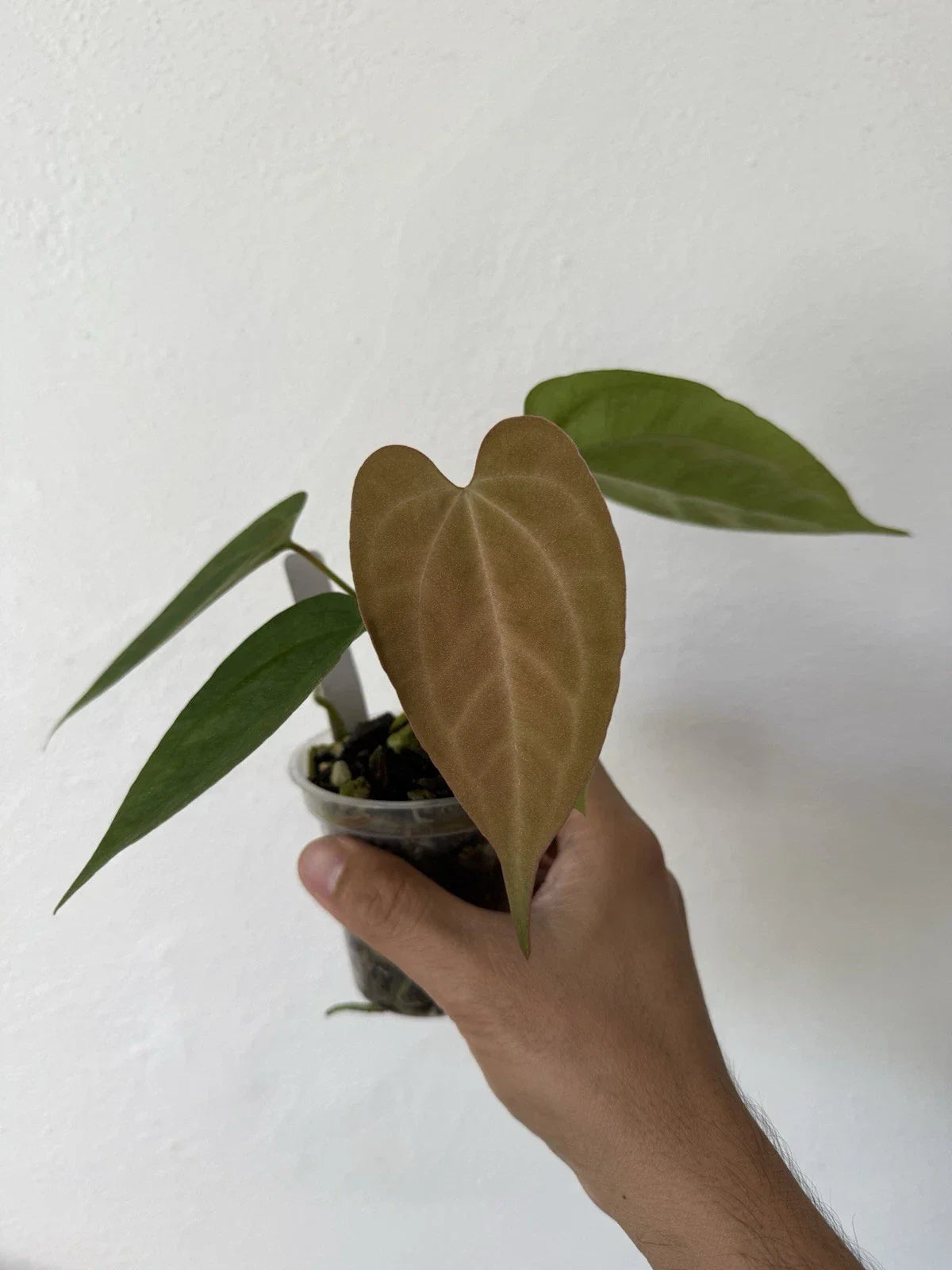 Anthurium Plant - 6-Inch Potted Hybrid with Dark Velvet Leaves - Dark Phoenix X Indo Port x King of Spades Tropical Houseplant