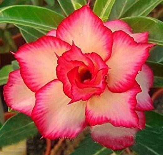 Desert Rose Seeds - 4 Yellow Red Adenium Obesum Flower Perennial Seeds for Indoor and Outdoor Gardening