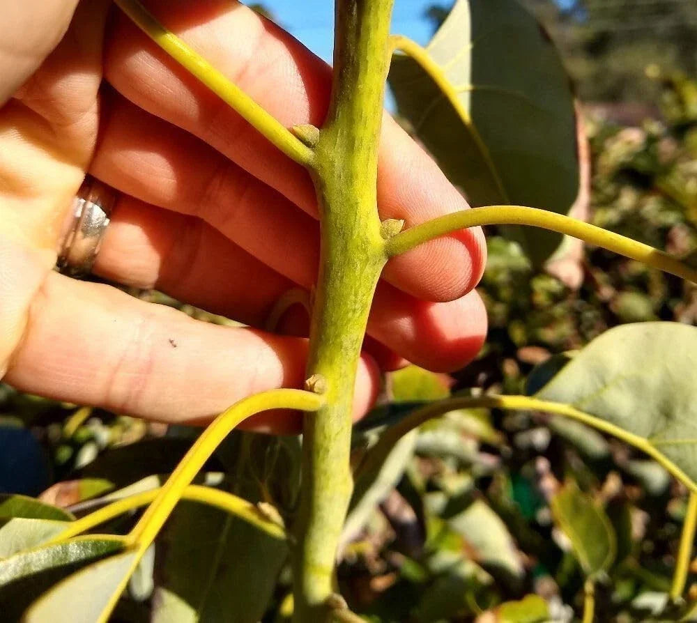 Fresh Avocado Scions - Reed Variety - 5 Pack Grafting Cuttings - Persea americana - Grown in Fallbrook