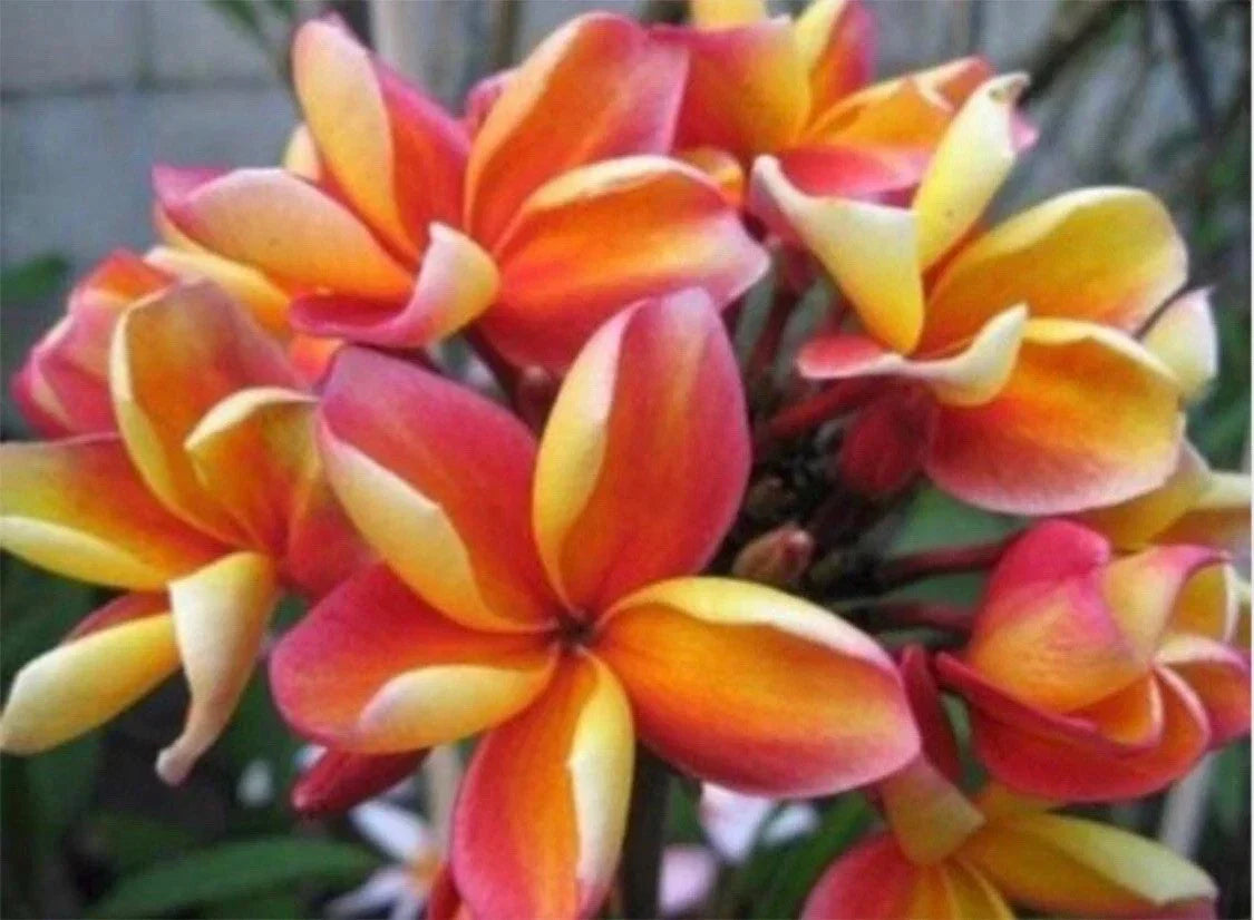 Unrooted Plumeria Cutting - Makaha Sunn - Frangipani Plant for Garden or Indoor Growth