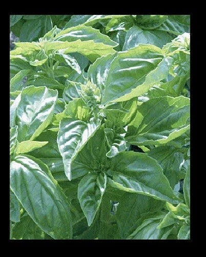 Genovese Basil Seeds - Heirloom Culinary Herb for Pesto, Salads - Ocimum basilicum - Pack of 150 or 1000 Seeds