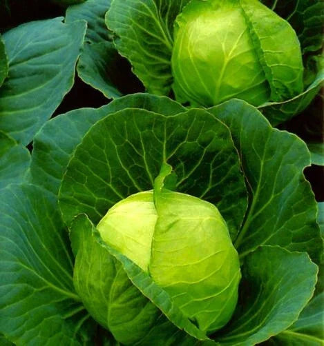 Golden Acre Cabbage Seeds - 100 Non-GMO Vegetable Seeds Brassica oleracea