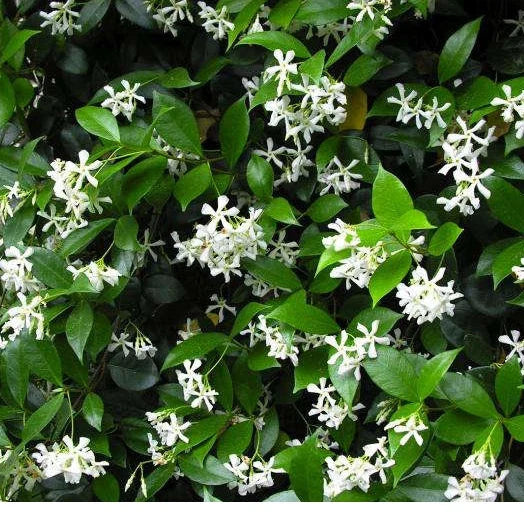 Star Jasmine Cuttings - 10 Pack - Trachelospermum jasminoides - Fragrant Vines for Garden & Indoor Use