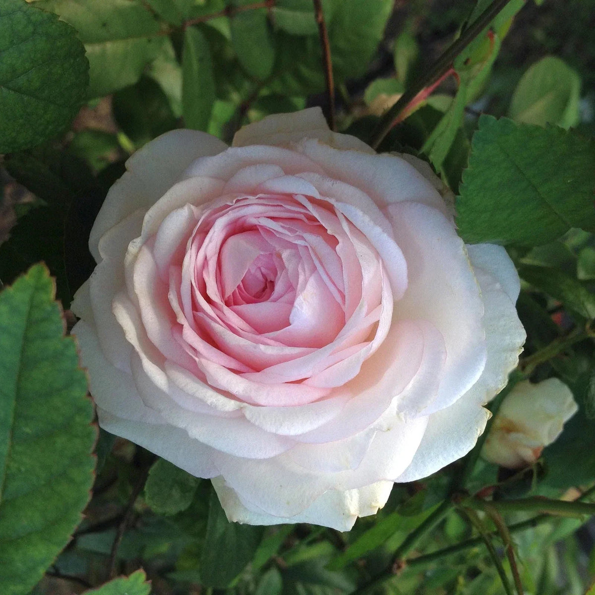 Clotilde Soupert Rose Plant - Heirloom Polyantha, White Pink Fragrant Flowers, Own Root, Starter Size 4-Inch Pot, USDA Zones 7-9