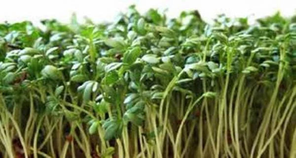Curled Cress Seeds for Microgreens, Heirloom Lepidium sativum, Non-GMO, Fast-Growing Sprouts, Indoor & Outdoor Gardening