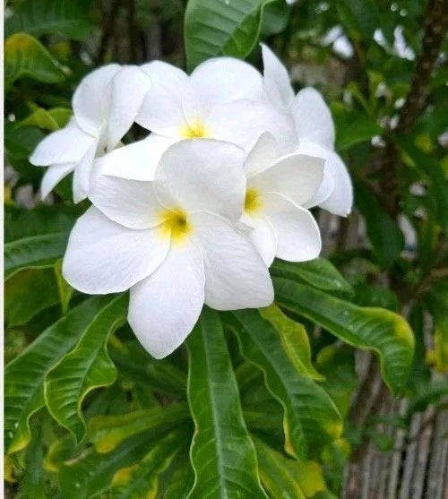 Plumeria Cutting 10" Snow Bridal Bouquet Arrow Frangipani Plumeria Pudica Tropical Flowering Plant