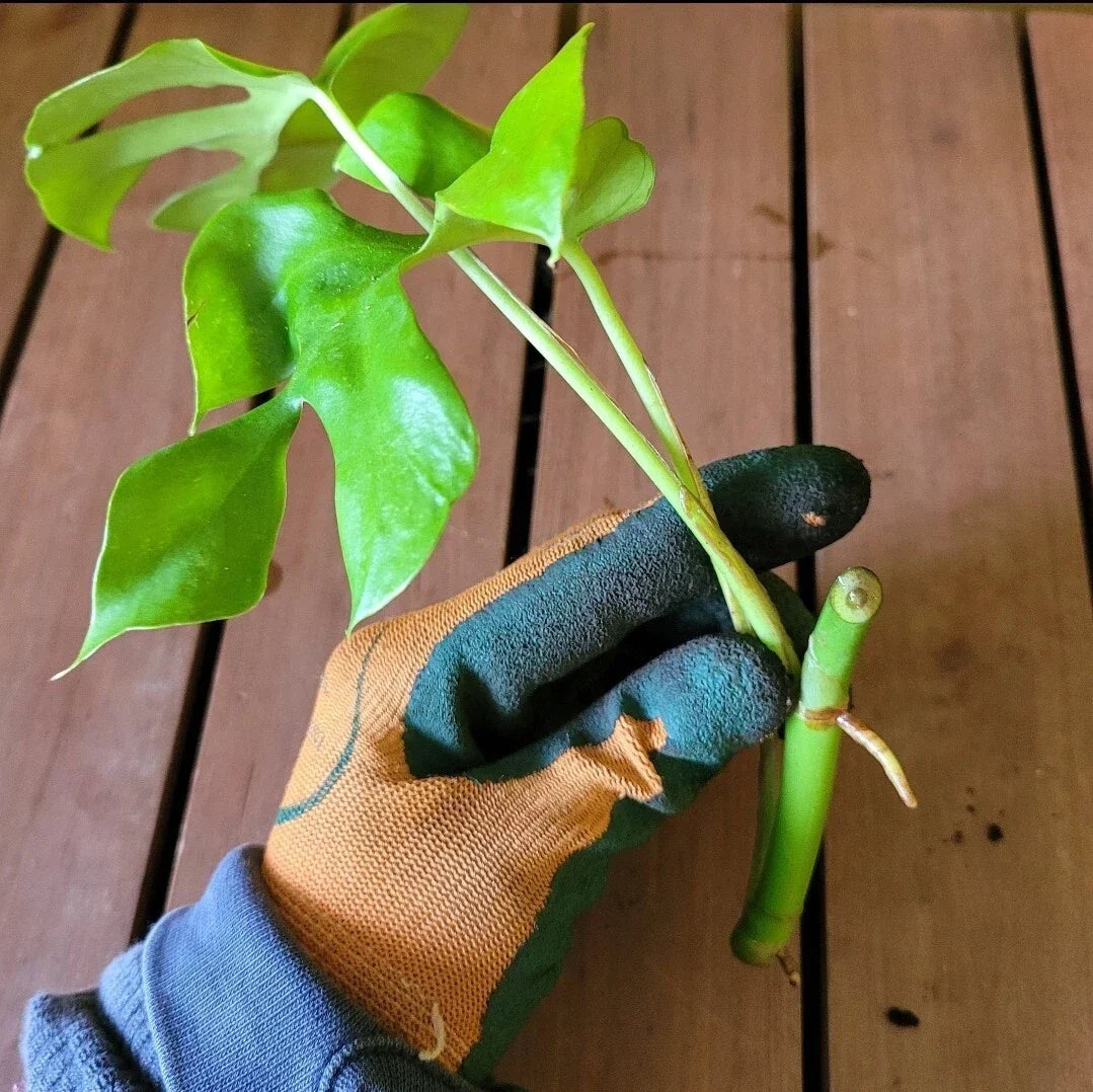 Monstera Minima Rooted Cutting - Live Indoor Air-Purifying Houseplant - Monstera adansonii, Easy Care, Tropical Foliage