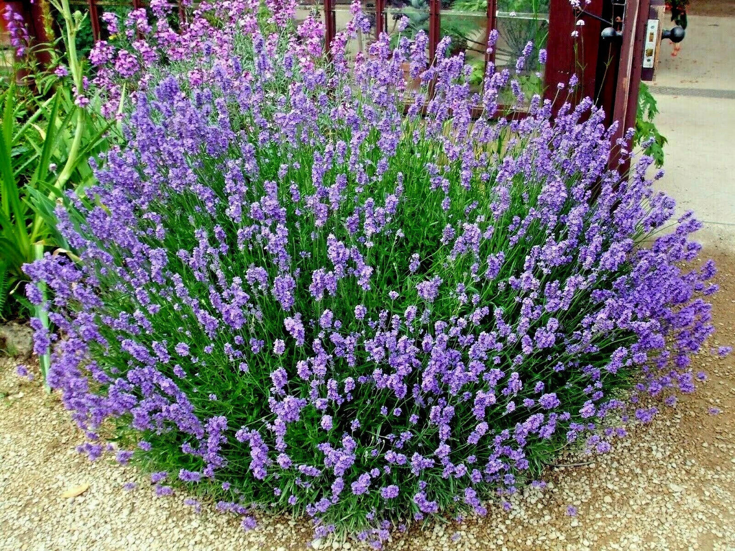 Organic Lavender Seeds - 301+ True English Variety - Lavandula angustifolia