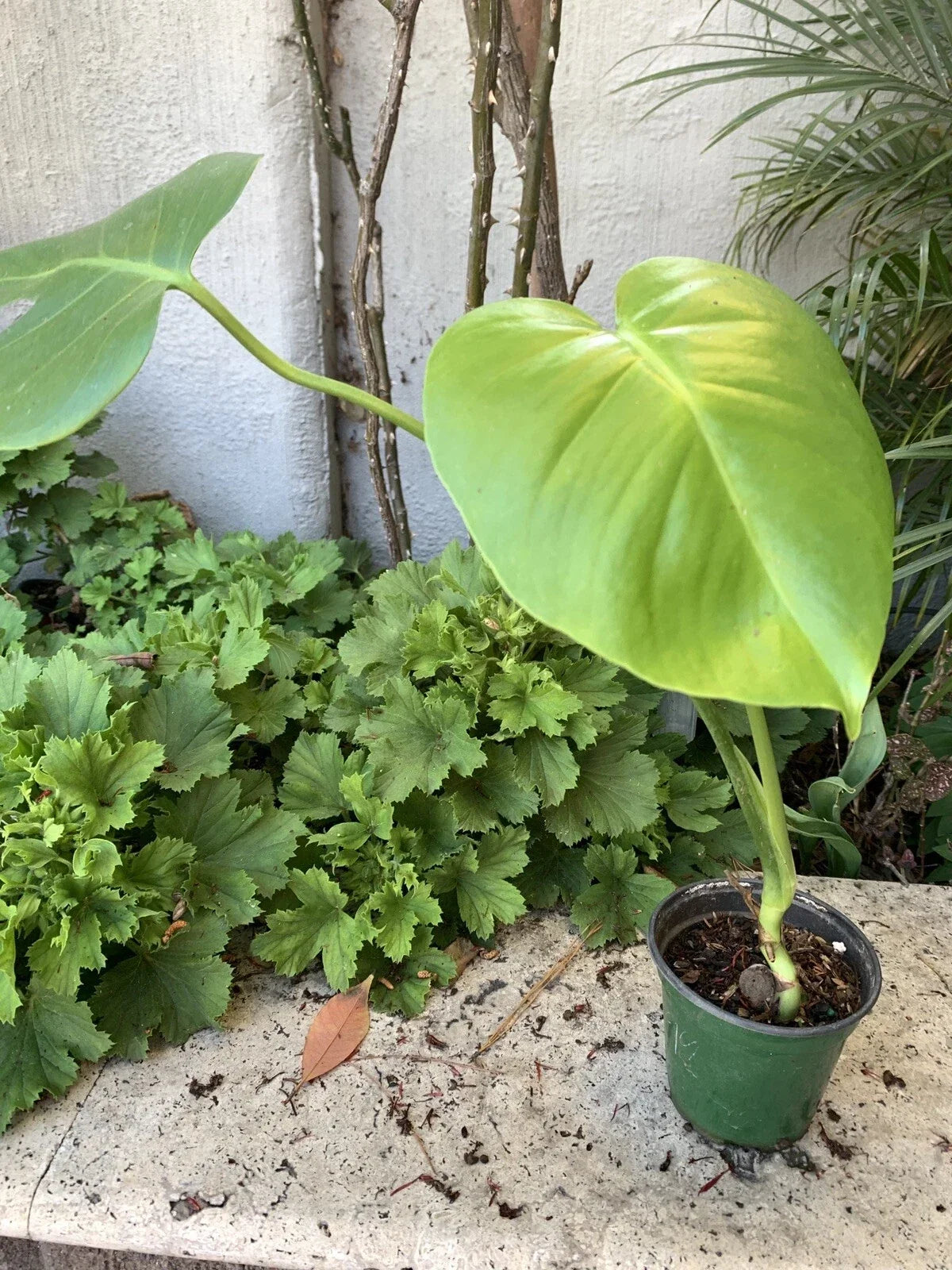 Monstera Plant in 4-Inch Pot, Fully Established Roots, Monstera deliciosa Indoor Tropical Foliage