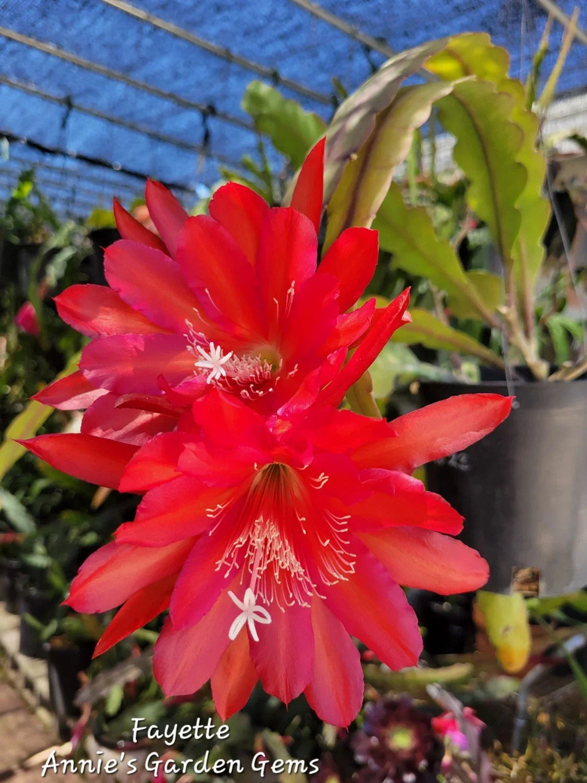 Epiphyllum Fayette Unrooted Cuttings - Orchid Cactus - 8-10 Inches - Indoor/Outdoor Plant Propagation