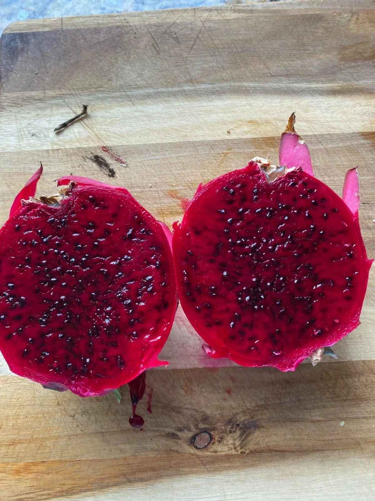 Organic Dragon Fruit Cutting 6+ Inches VENUS Hylocereus undatus for Indoor & Outdoor Gardening