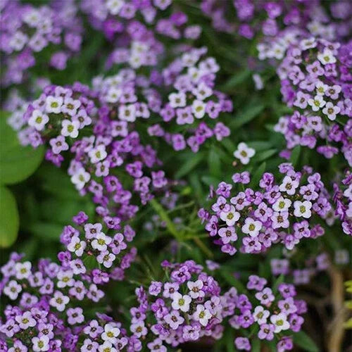 Violet Queen Alyssum Seeds | Heirloom Purple Flower Seeds | Lobularia maritima | Annual Ground Cover & Border Plant