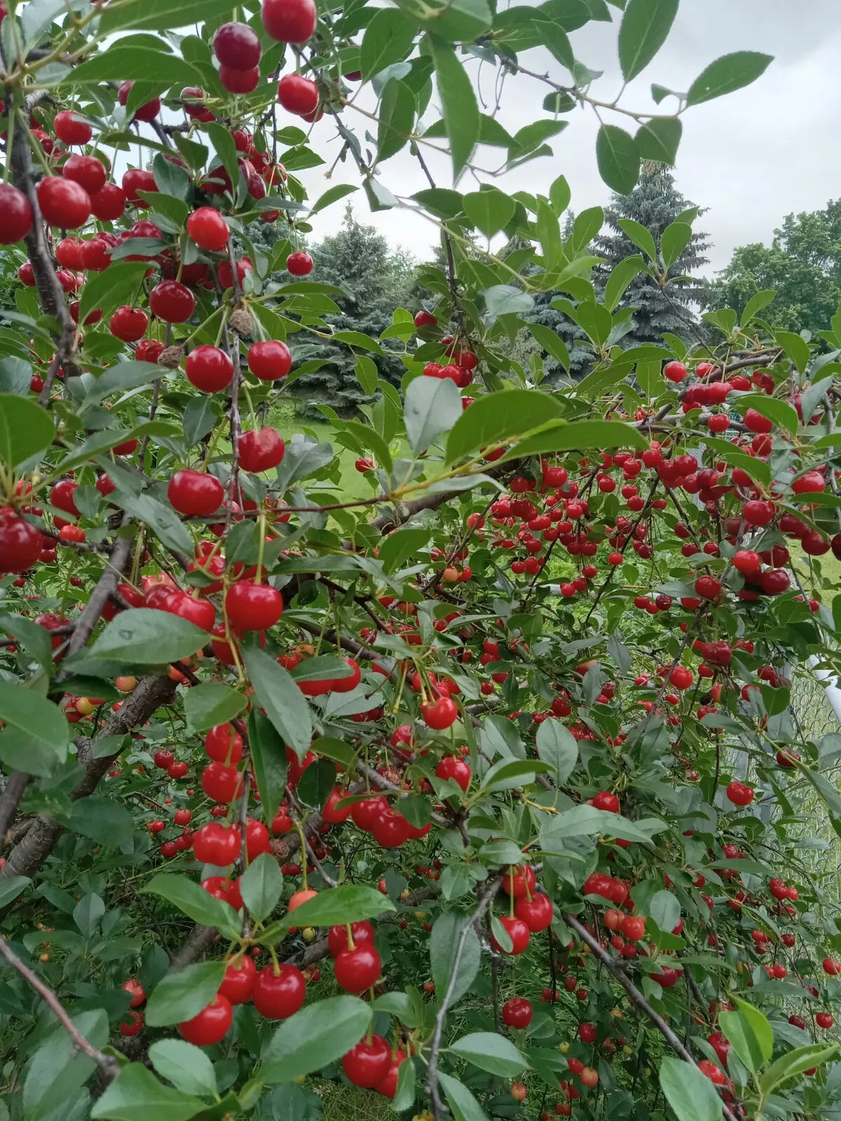 Live Small Vine Cherry Tree Plant | Dwarf Cherry Tree for Containers