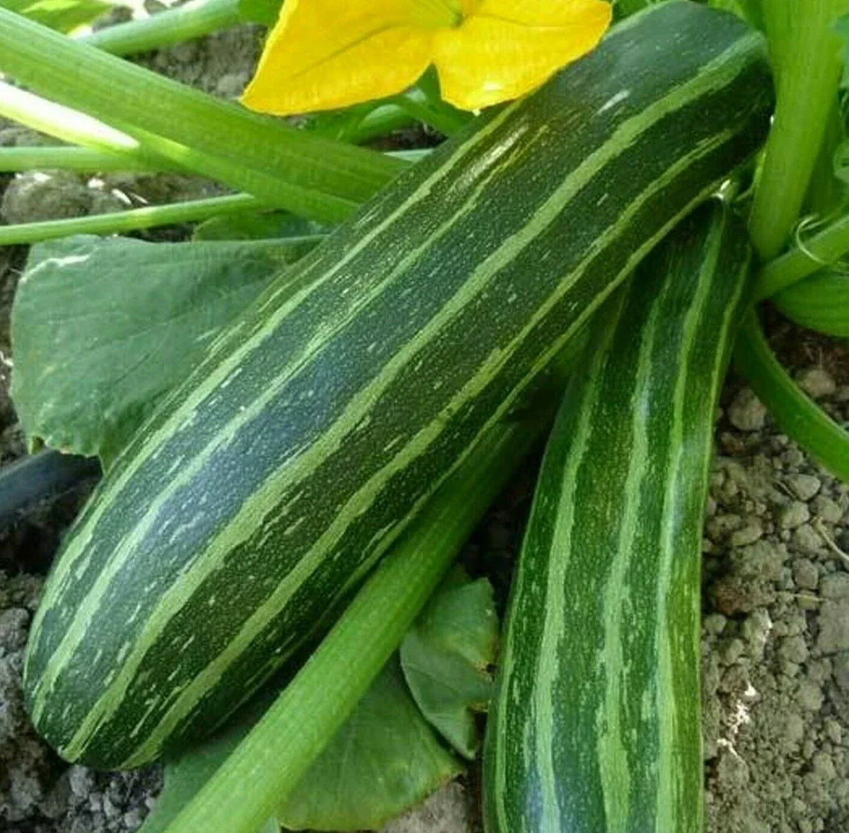 Cocozelle Zucchini Seeds - 15+ Pack, Heirloom Cucurbita pepo, Bush Variety for Cooking & Gardening