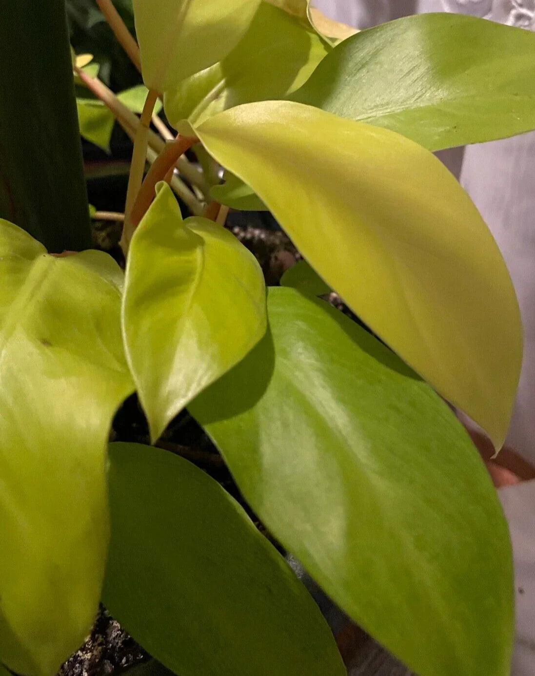 Philodendron Maylay Gold Plant 3" Pot - Golden Goddess Lemon Lime Indoor Houseplant