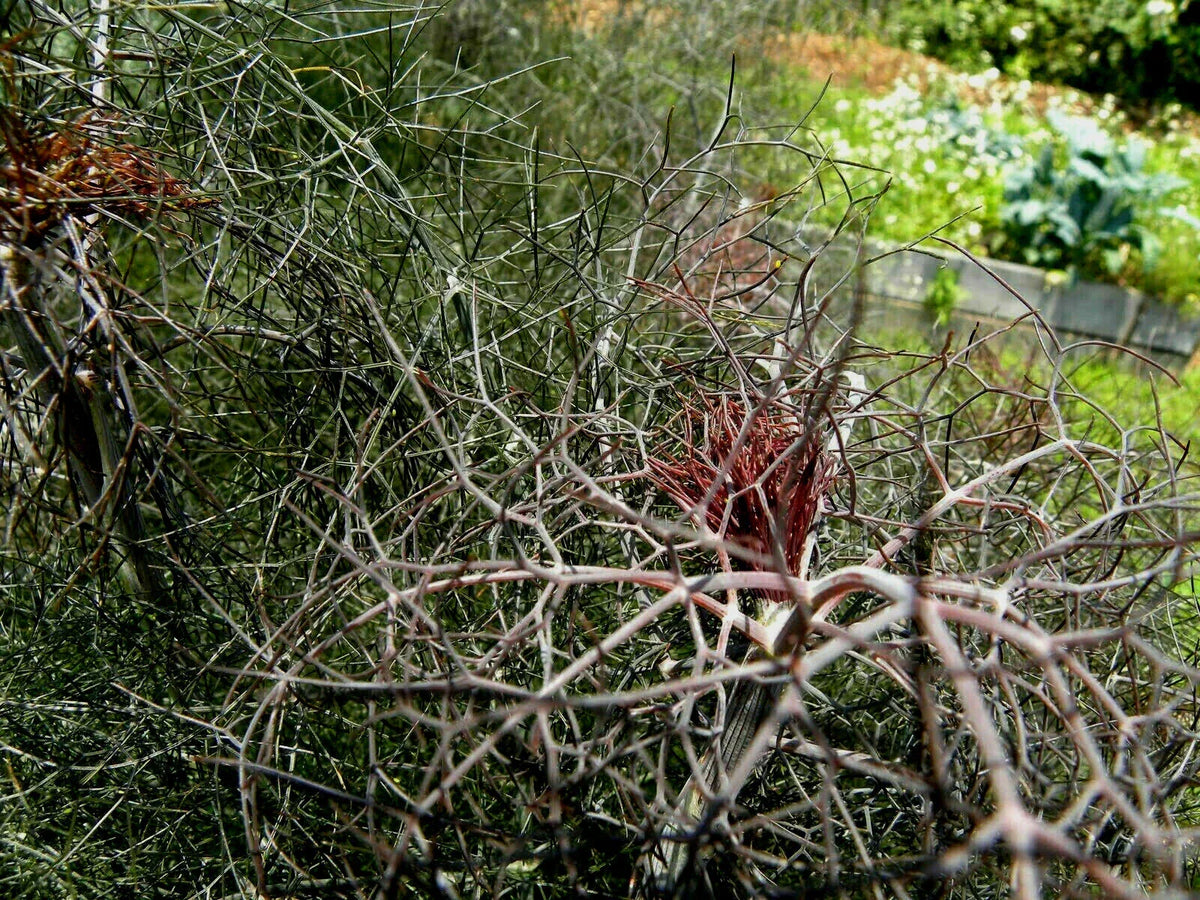 Bronze Fennel Seeds - 100 Dark Purple Fern-Like Herb Seeds Foeniculum vulgare 'Purpureum'