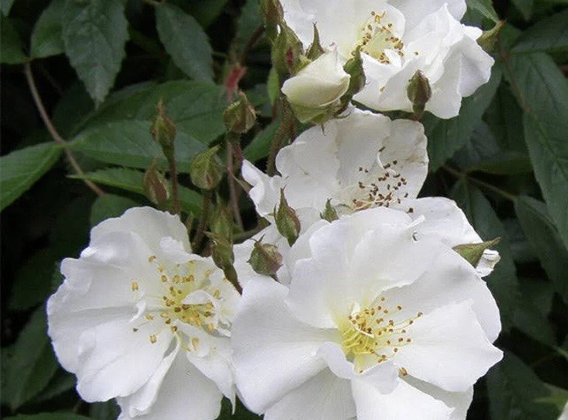 Rambler Rose Cuttings 15 UNROOTED Multiflora Propagation (Rosa Multifl ...