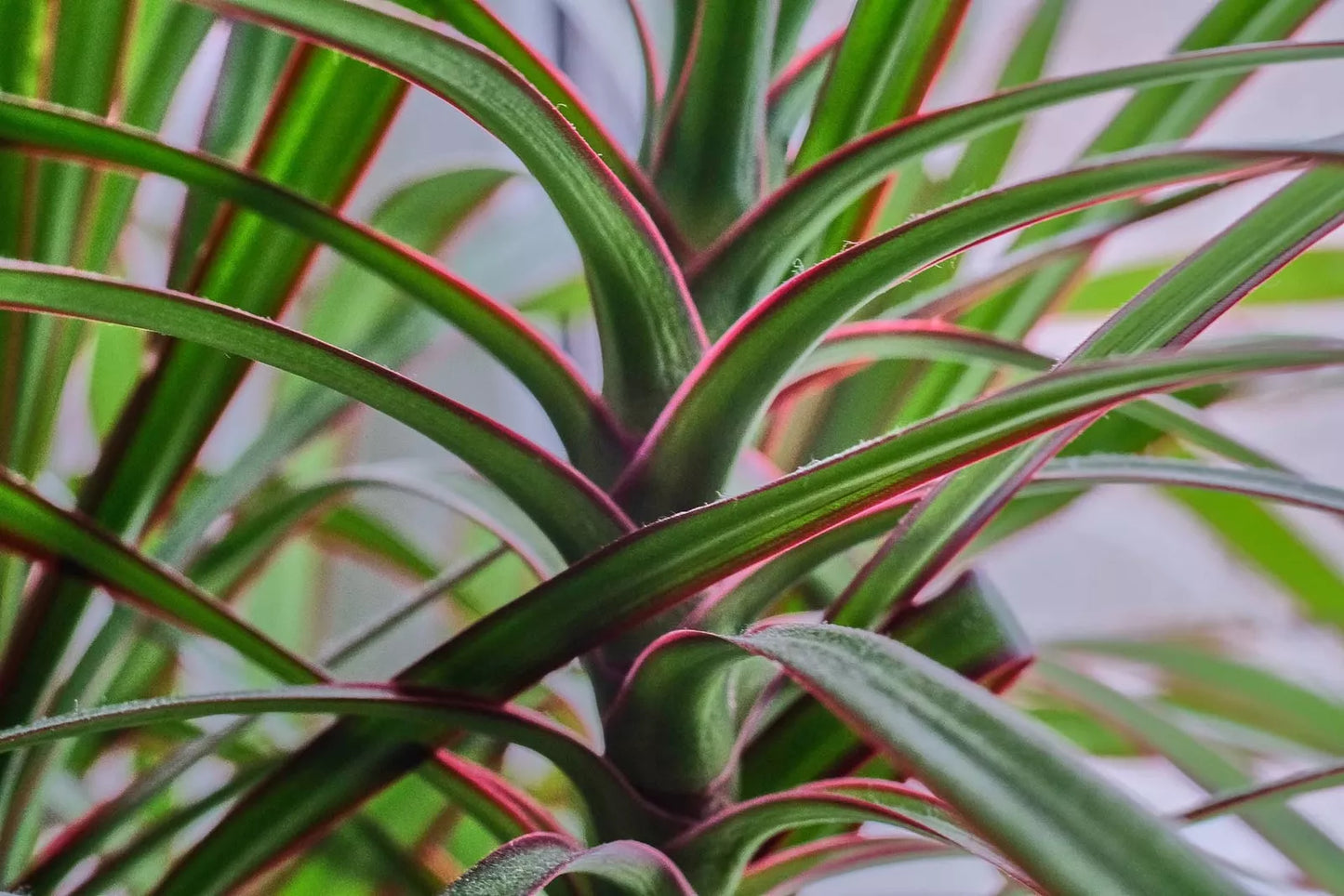 Dracaena Spikes Seeds - 500 Count - Dracaena Sanderiana - Indoor & Outdoor Planting