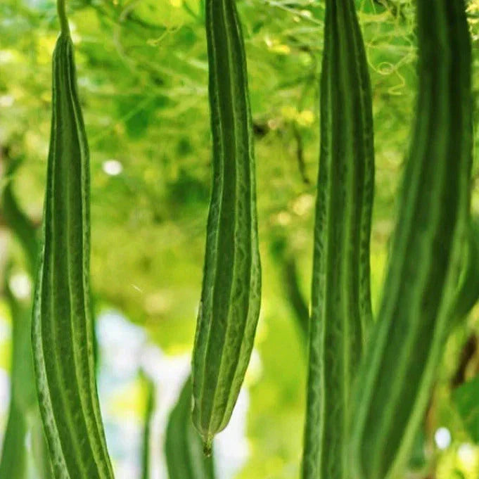 Bonanza Angled Luffa Gourd Seeds - 20+ Count Ridged Luffa (Luffa acutangula) for 2025 Planting