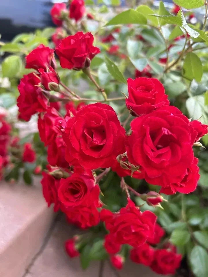 Flower Carpet Scarlet Rose Shrub Cuttings - 5 Stems, Vibrant Red, Rosa 'Flower Carpet' Garden Plant, Easy Care, Disease-Resistant