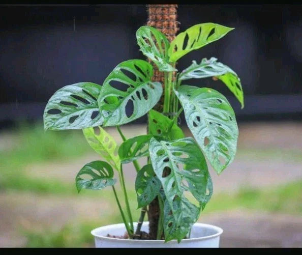 Monstera adansonii Cuttings – 3 Healthy Adanson's Monstera Swiss Cheese Plant Clippings for Indoor Garden