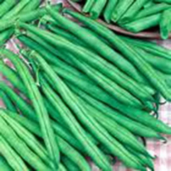 Tendergreen Bush Bean Seeds – Heirloom Variety, 500+ Seeds, Phaseolus vulgaris, Compact Bush Growth, Great Tasting and Healthy