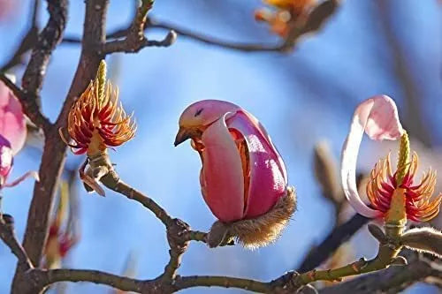 Yulan Magnolia Tree Seeds - 5 Count - Pink Flowering Magnolia denudata