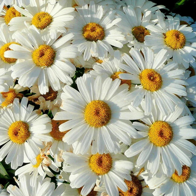 Shasta Daisy Seeds | Heirloom Non-GMO Flower Seeds | Leucanthemum x superbum | Perennial, White Flowers, Butterfly Attractant