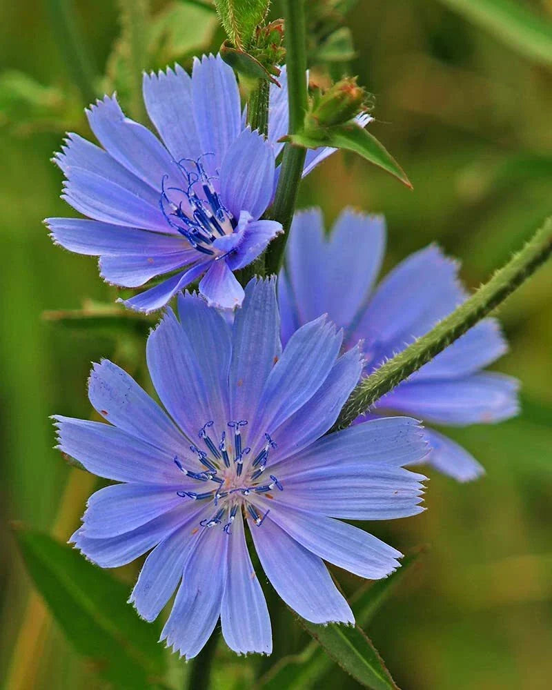Chickroy Wildflower Seeds - 1,000 Seeds for Wildlife-Friendly Gardens