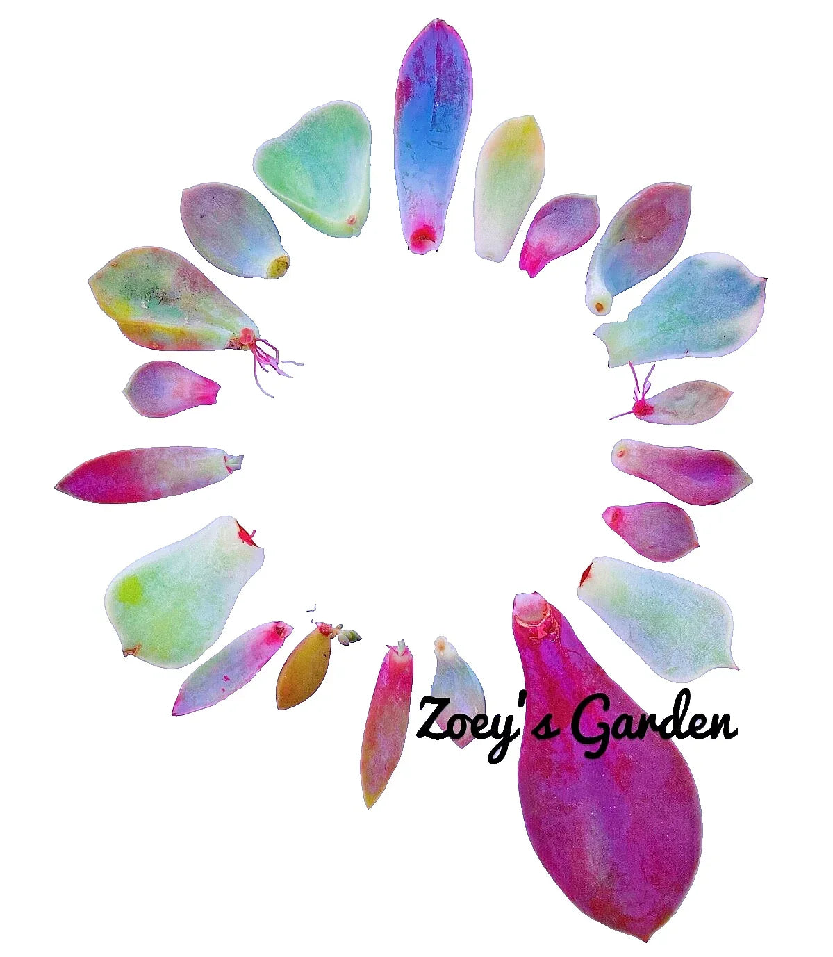 Succulent Plant Leaves for Propagation - Assorted Varieties - DIY Succulent Propagation Supplies - Surprises Included