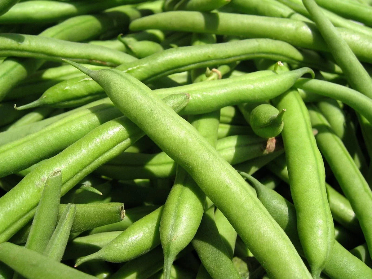 Green Bean Seeds - Jade Green Variety, Phaseolus vulgaris, Bush Plant, Non-GMO, Fresh Seeds for Planting