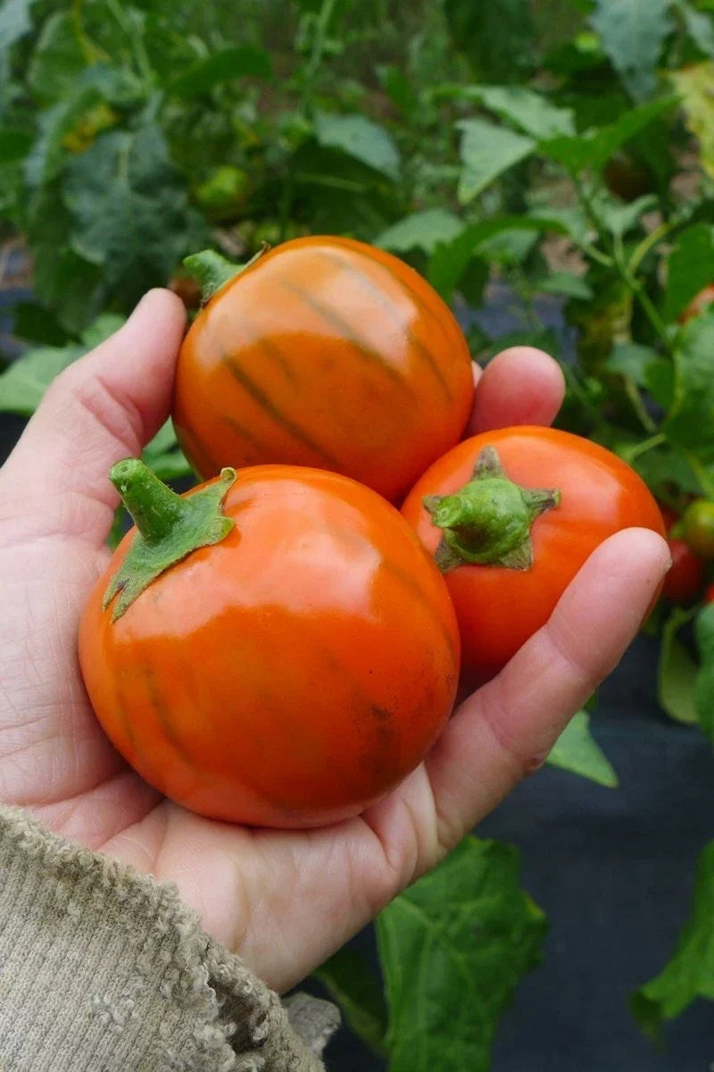 Turkish Orange Eggplant Seeds - Heirloom Organic Non-GMO Solanum melongena, 50+ Seeds for Garden, Container, and Pollinator-Friendly Plant